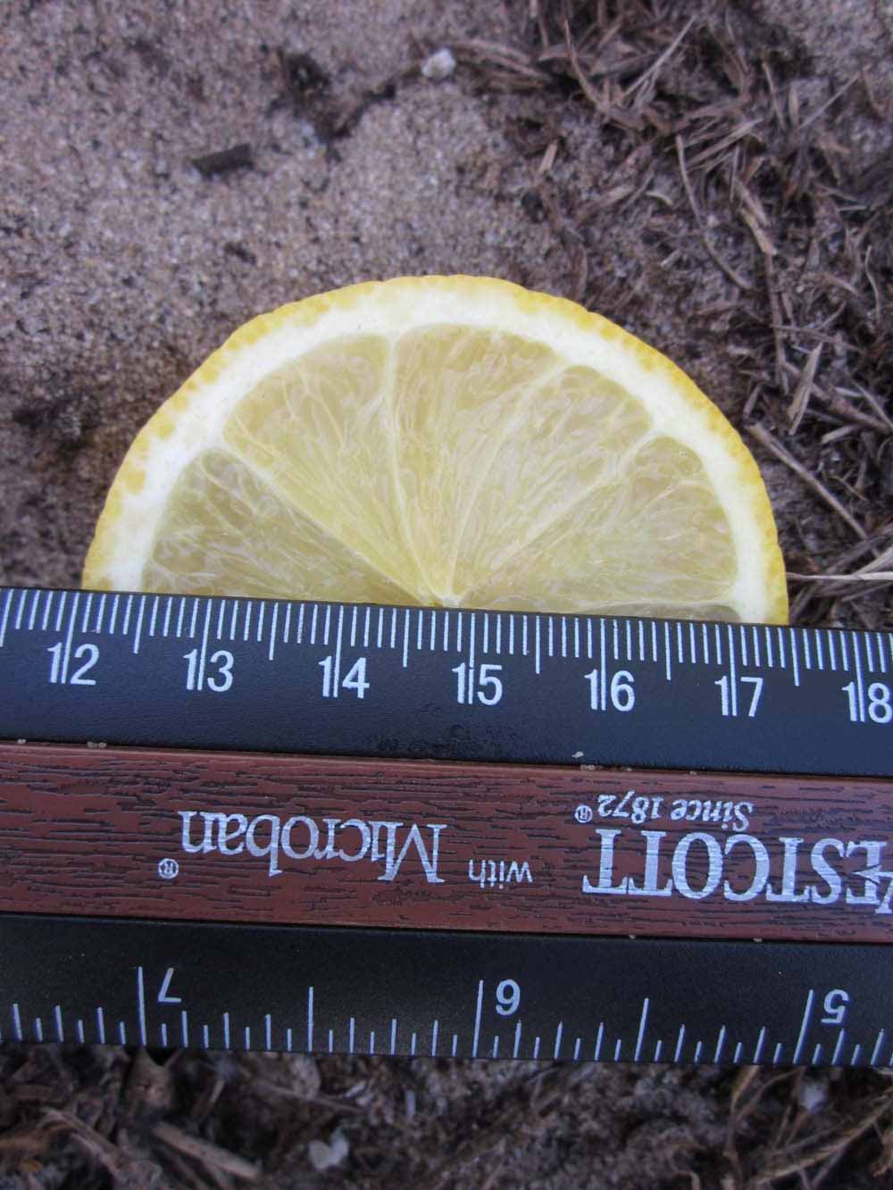              Fruit cross-section (Todo del Ano, Winter Haven, FL)       